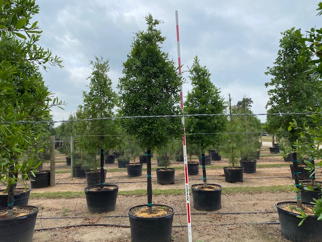 quercus-virginiana-live-oak-southern-oak-tree