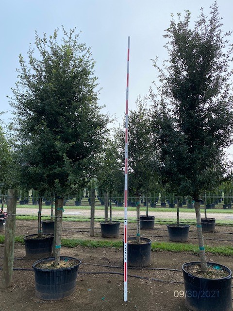 quercus-virginiana-live-oak-southern-oak-tree