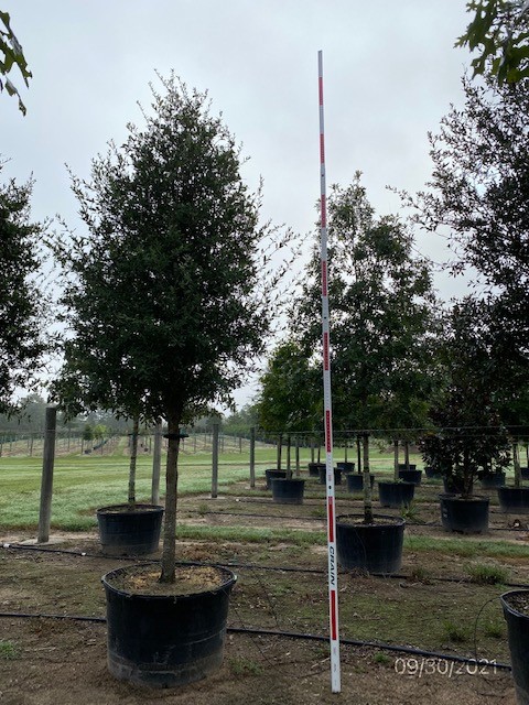 quercus-virginiana-live-oak-southern-oak-tree