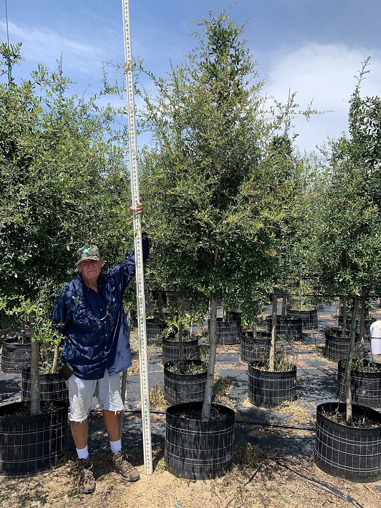 quercus-virginiana-live-oak-southern-oak-tree