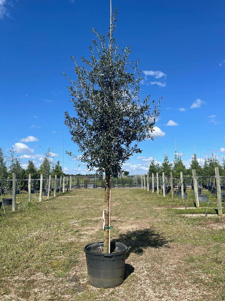 quercus-virginiana-live-oak-southern-oak-tree