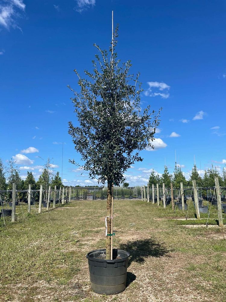 quercus-virginiana-live-oak-southern-oak-tree