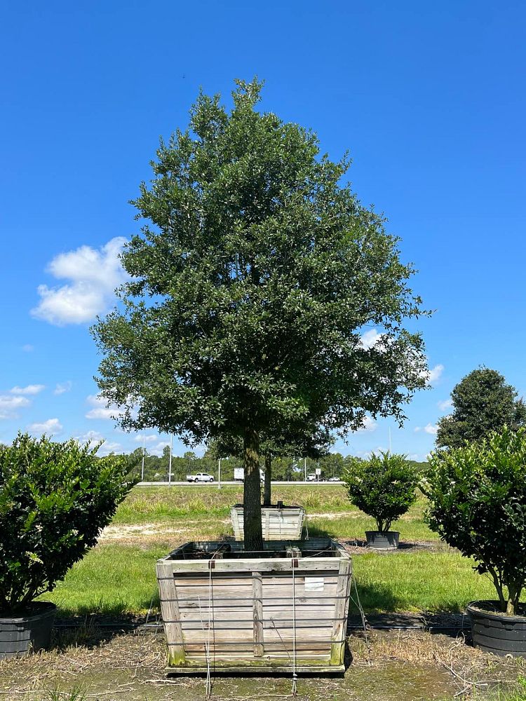 quercus-virginiana-live-oak-southern-oak-tree