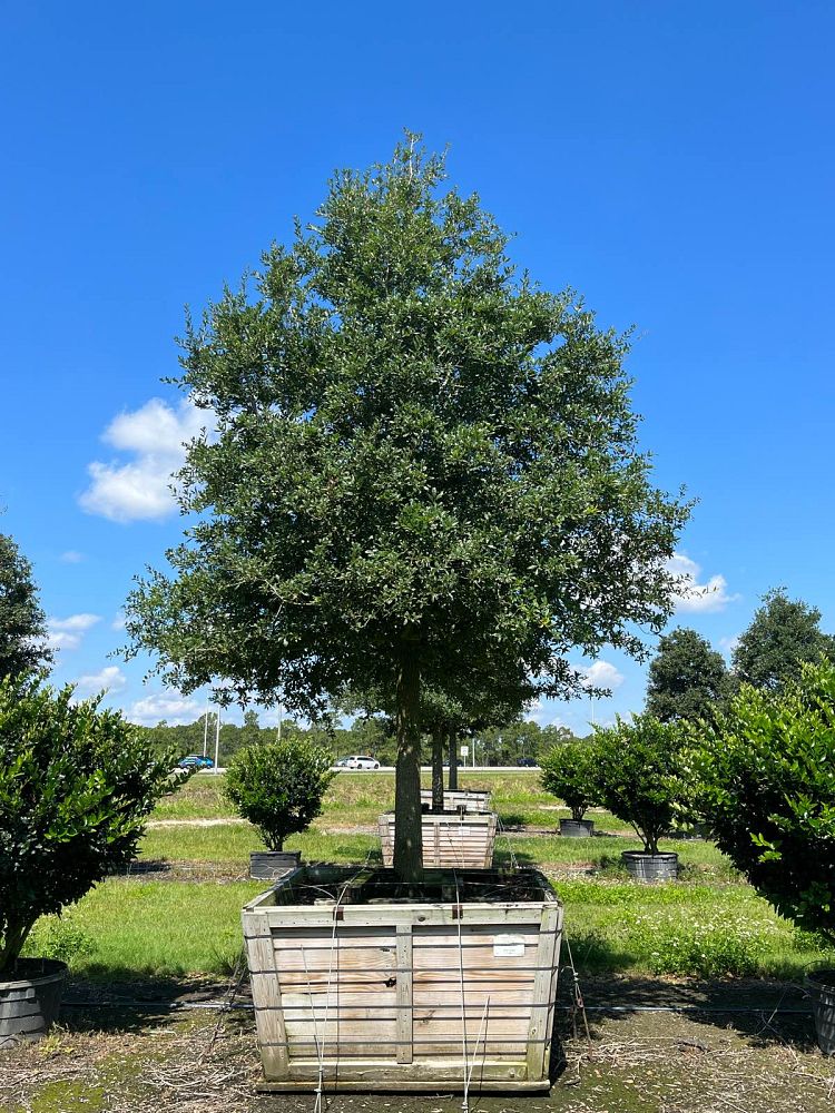 quercus-virginiana-live-oak-southern-oak-tree