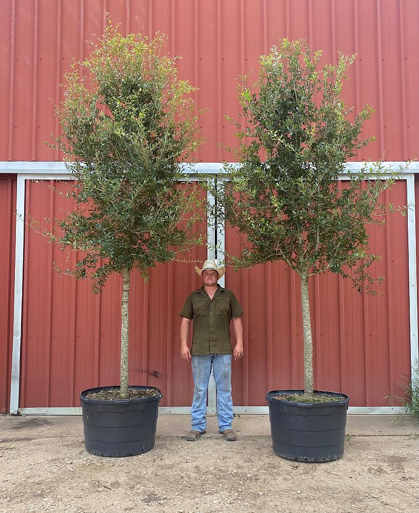quercus-virginiana-live-oak-southern-oak-tree