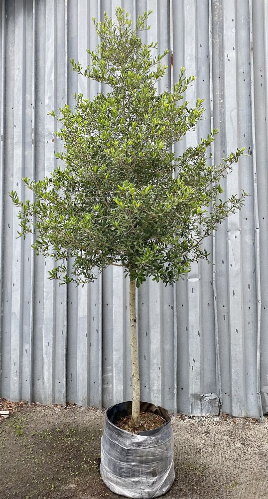 quercus-virginiana-live-oak-southern-oak-tree