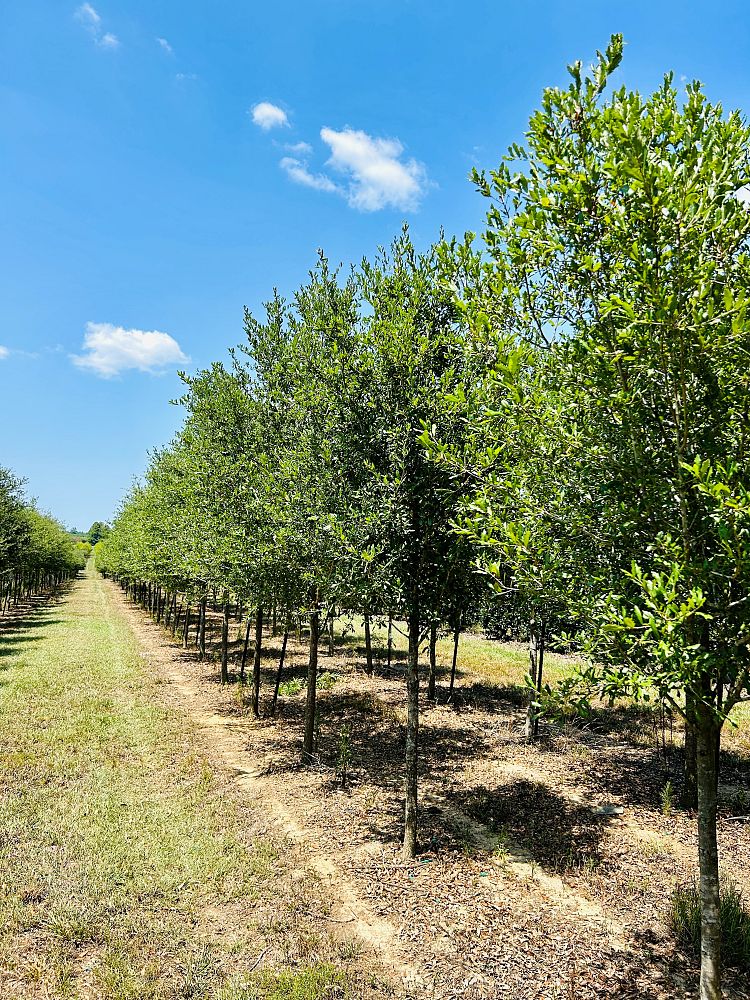 quercus-virginiana-live-oak-southern-oak-tree