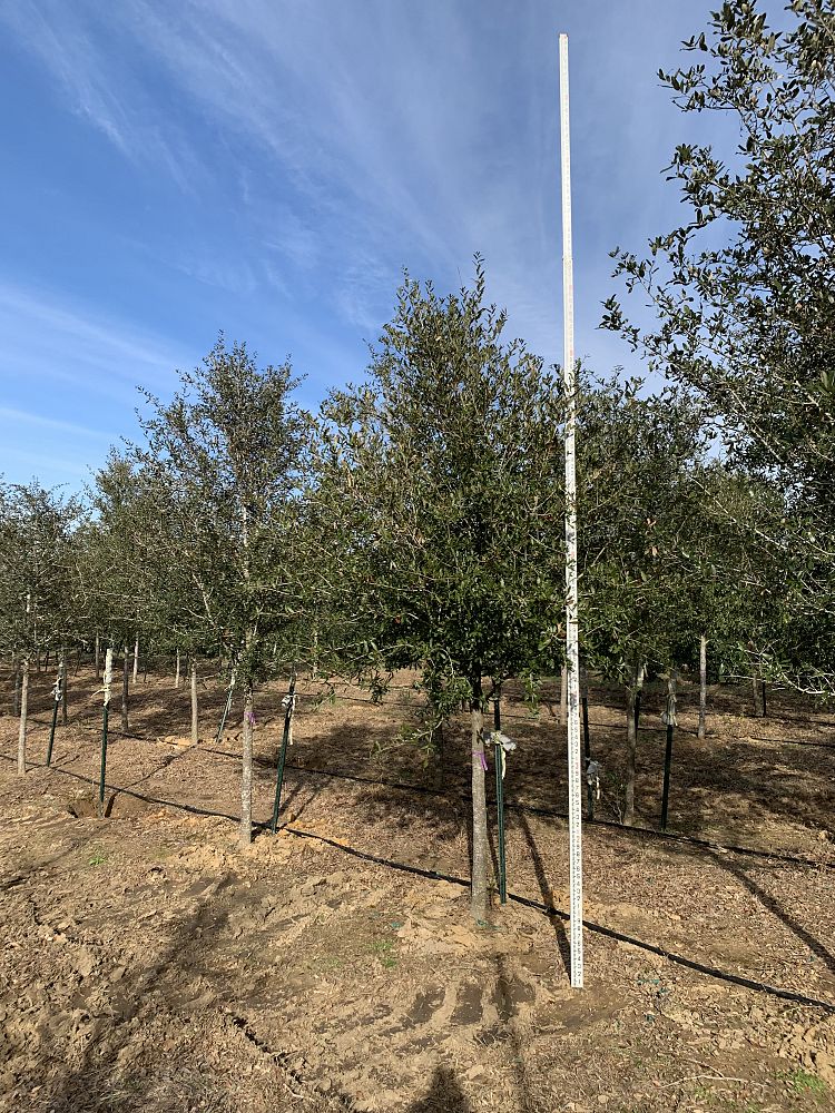 quercus-virginiana-live-oak-southern-oak-tree