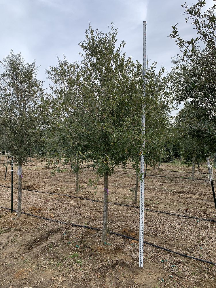 quercus-virginiana-live-oak-southern-oak-tree