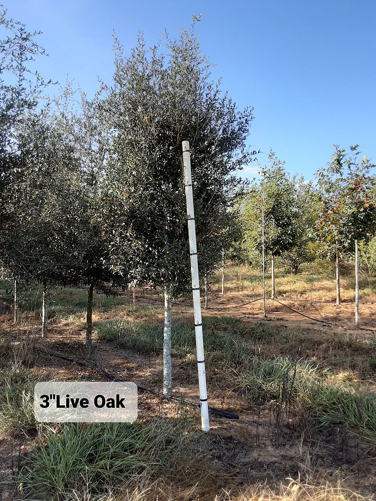 quercus-virginiana-live-oak-southern-oak-tree