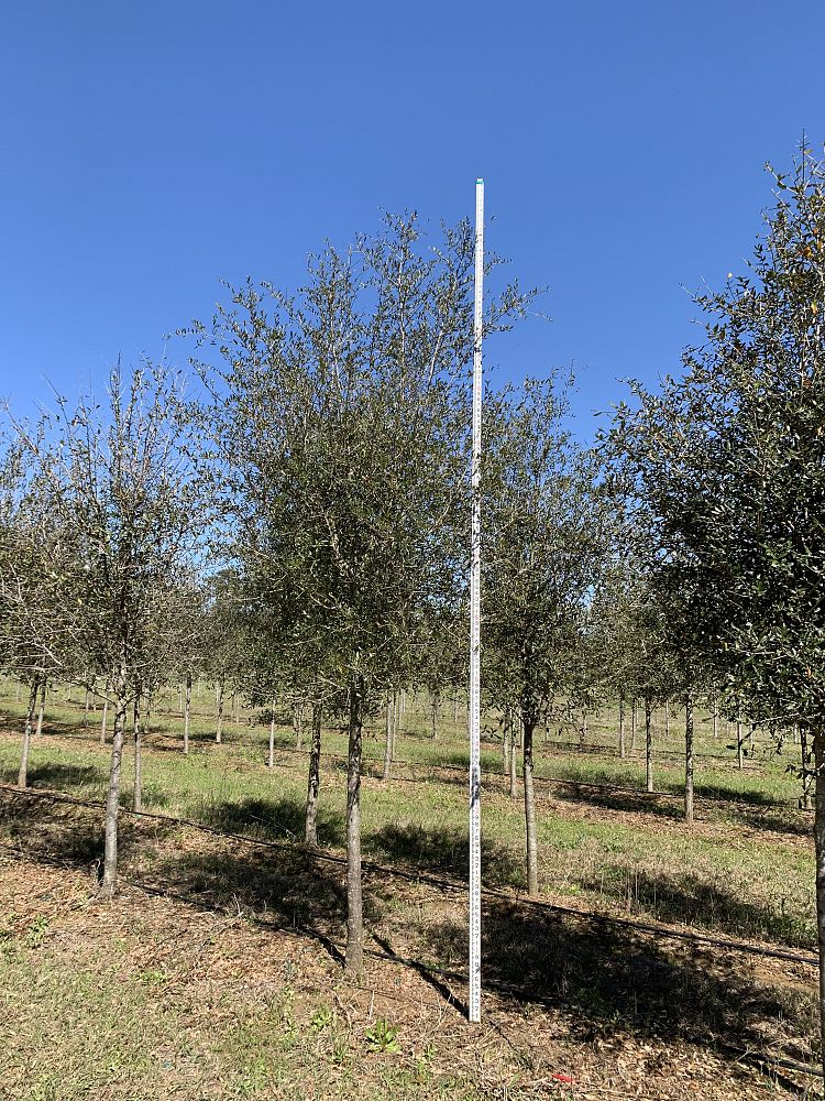 quercus-virginiana-live-oak-southern-oak-tree