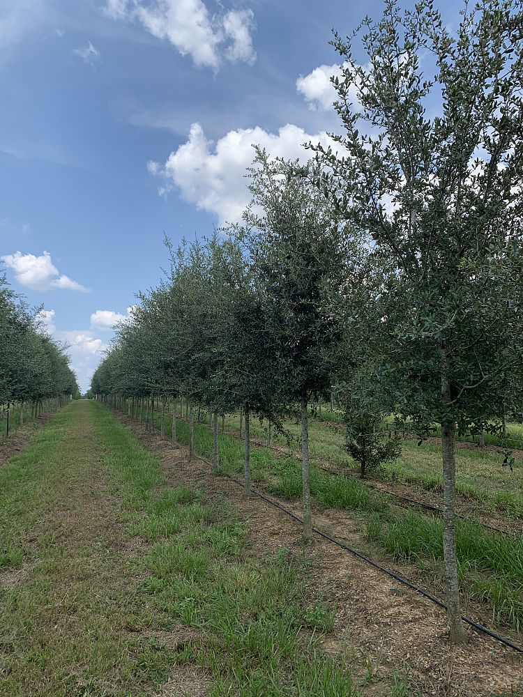 quercus-virginiana-live-oak-southern-oak-tree