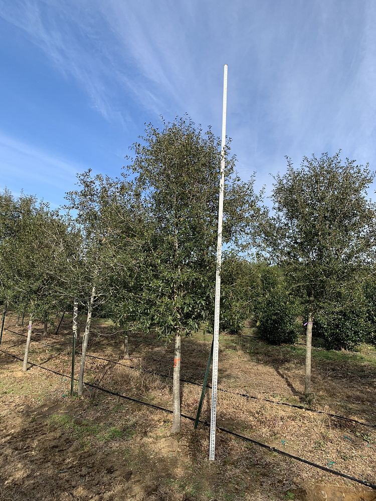 quercus-virginiana-live-oak-southern-oak-tree