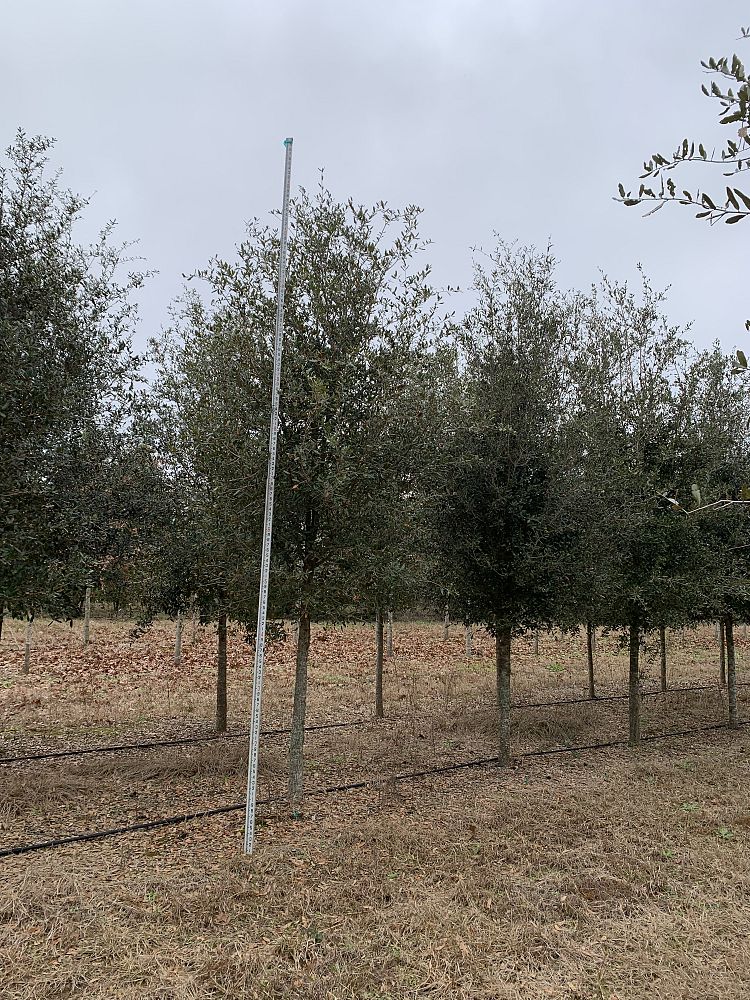 quercus-virginiana-live-oak-southern-oak-tree