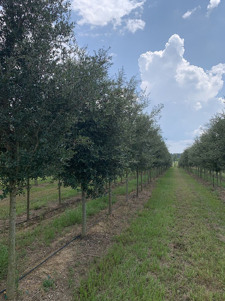 quercus-virginiana-live-oak-southern-oak-tree