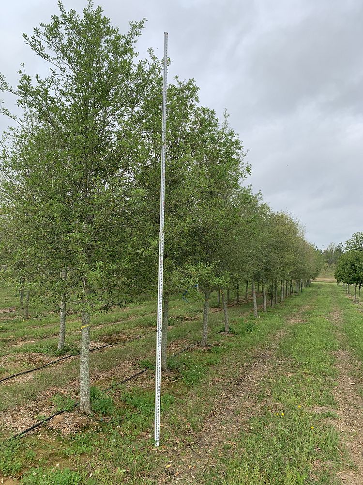 quercus-virginiana-live-oak-southern-oak-tree