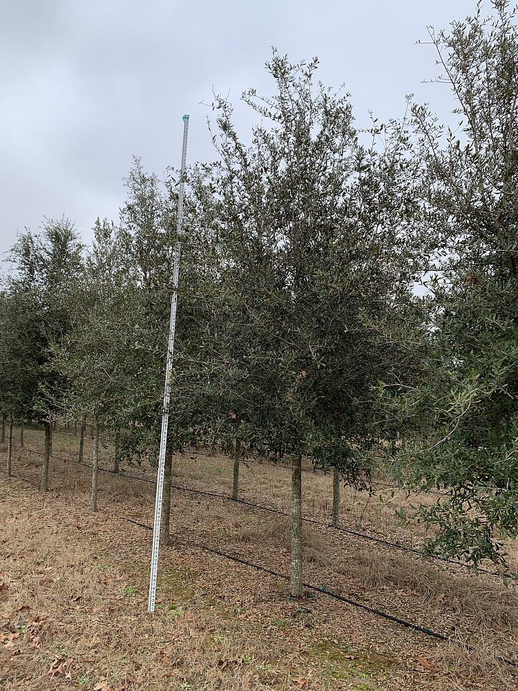 quercus-virginiana-live-oak-southern-oak-tree