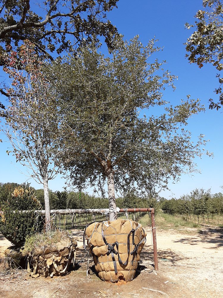 quercus-virginiana-live-oak-southern-oak-tree