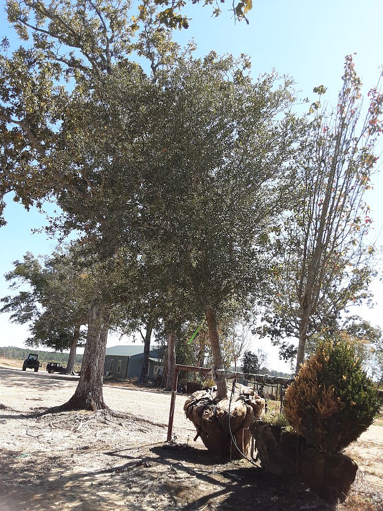 quercus-virginiana-live-oak-southern-oak-tree