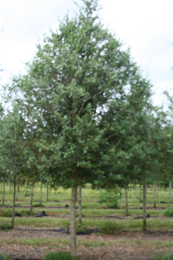 quercus-virginiana-live-oak-southern-oak-tree