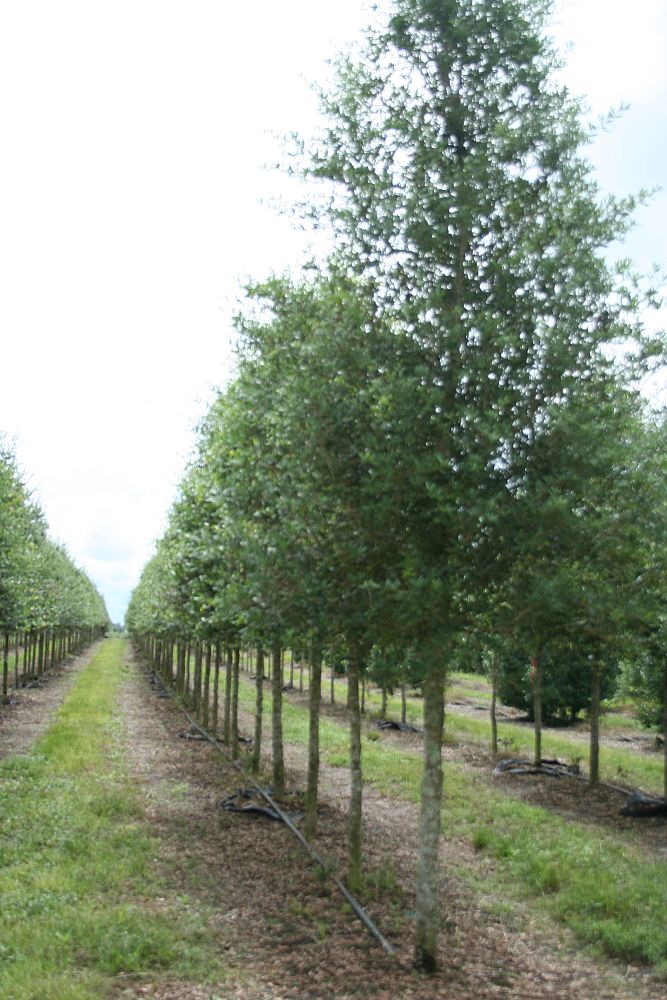quercus-virginiana-live-oak-southern-oak-tree