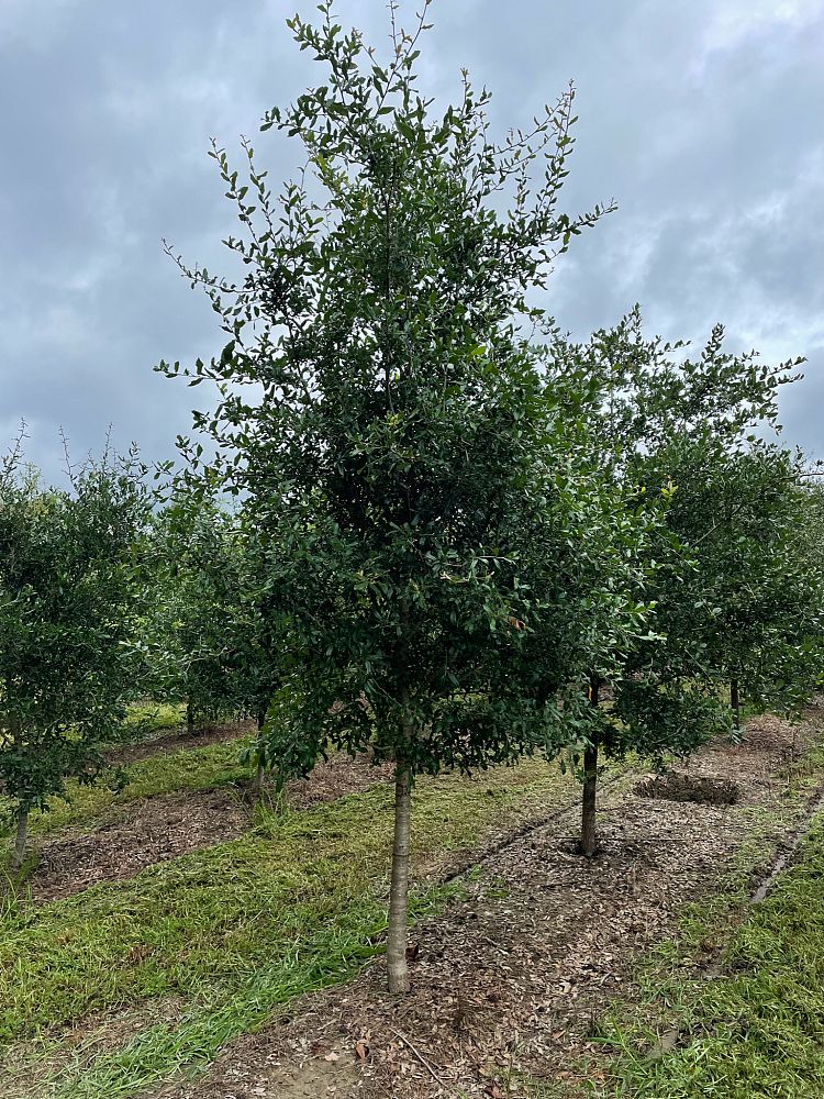 quercus-virginiana-live-oak-southern-oak-tree