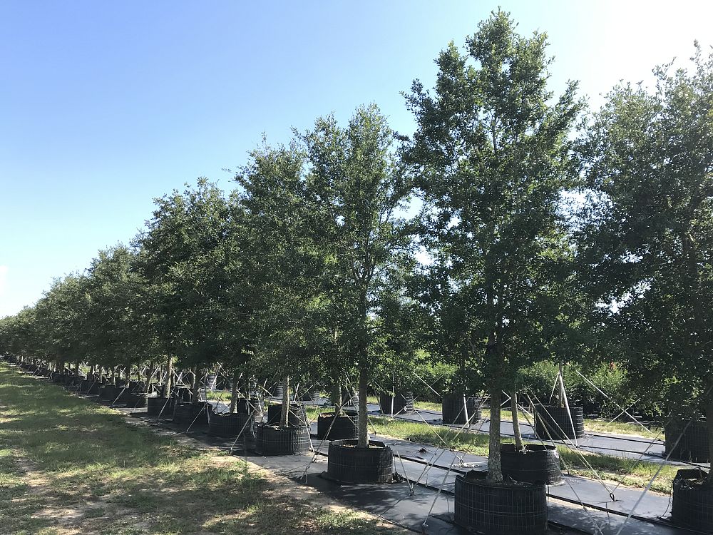 quercus-virginiana-live-oak-southern-oak-tree