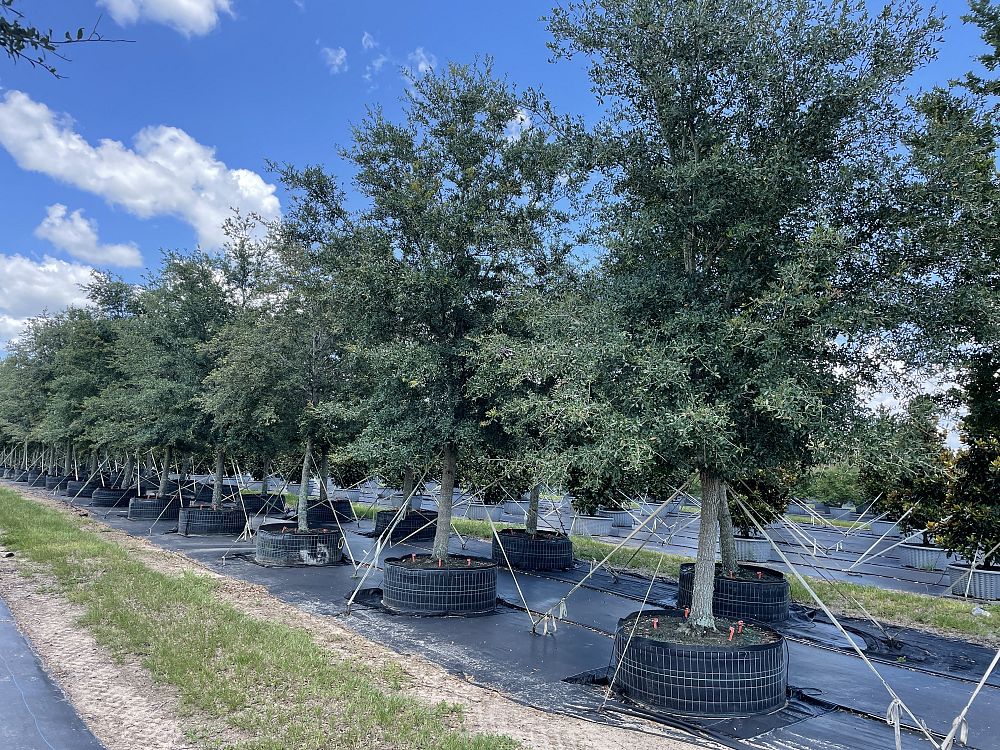 quercus-virginiana-live-oak-southern-oak-tree