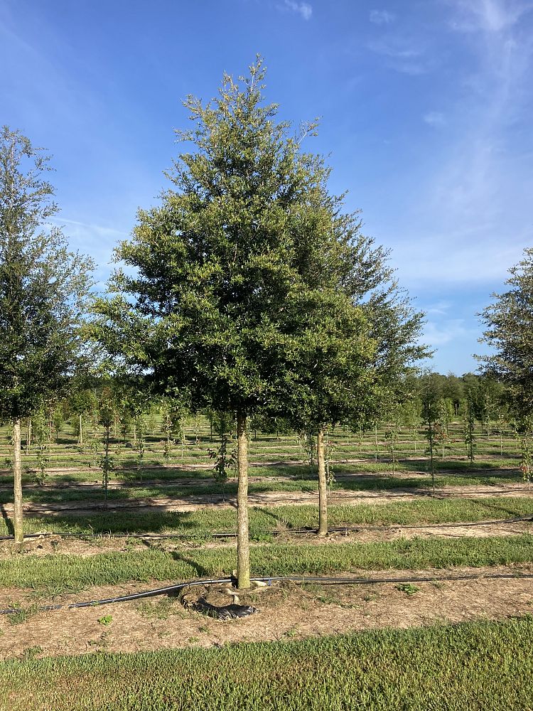 quercus-virginiana-live-oak-southern-oak-tree