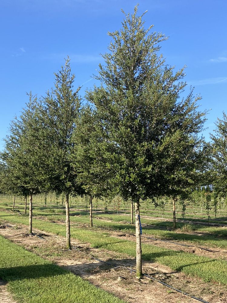 quercus-virginiana-live-oak-southern-oak-tree