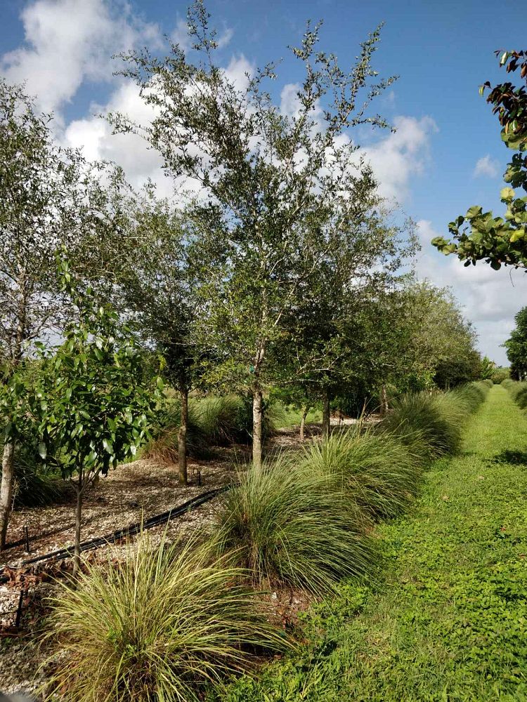 quercus-virginiana-live-oak-southern-oak-tree