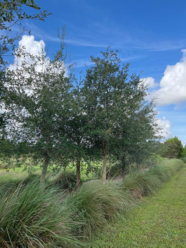 quercus-virginiana-live-oak-southern-oak-tree