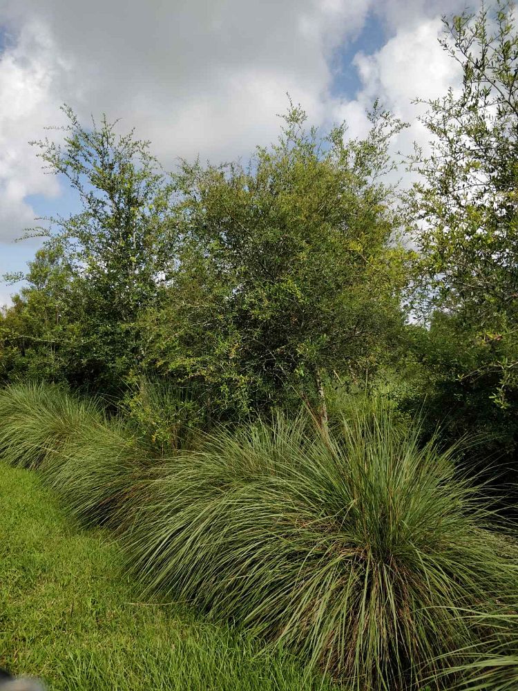 quercus-virginiana-live-oak-southern-oak-tree