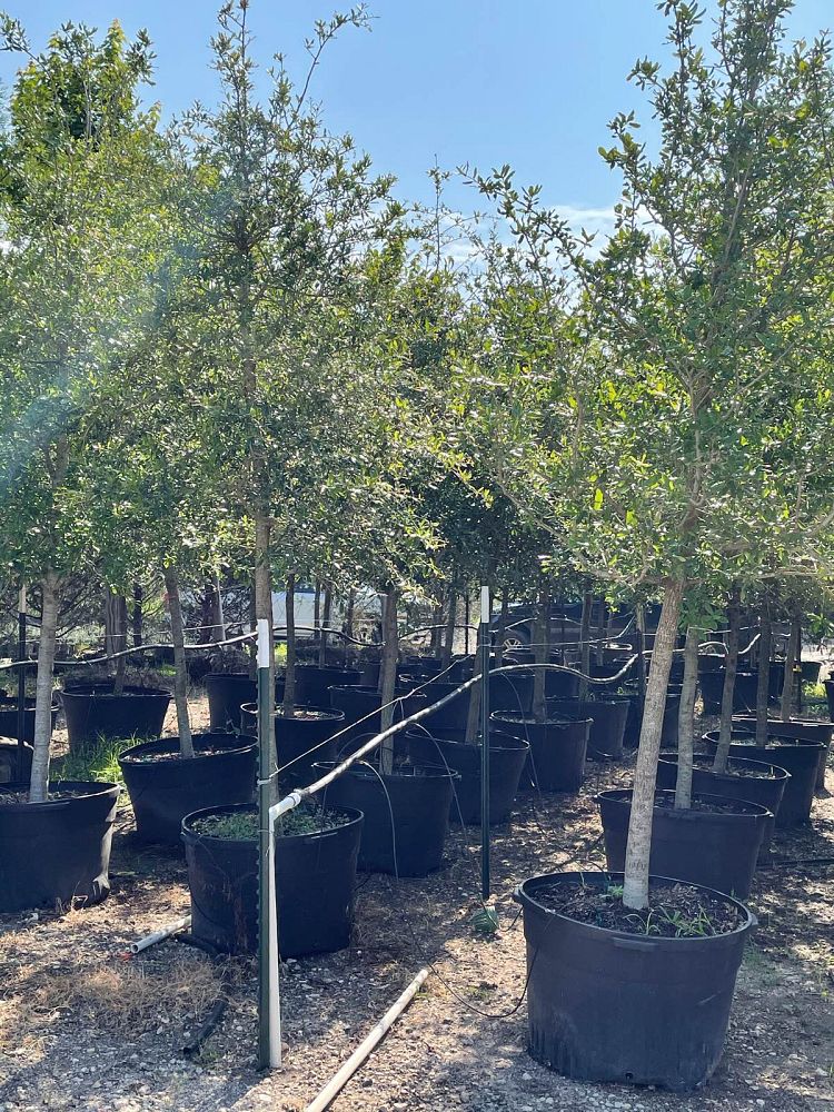 quercus-virginiana-live-oak-southern-oak-tree