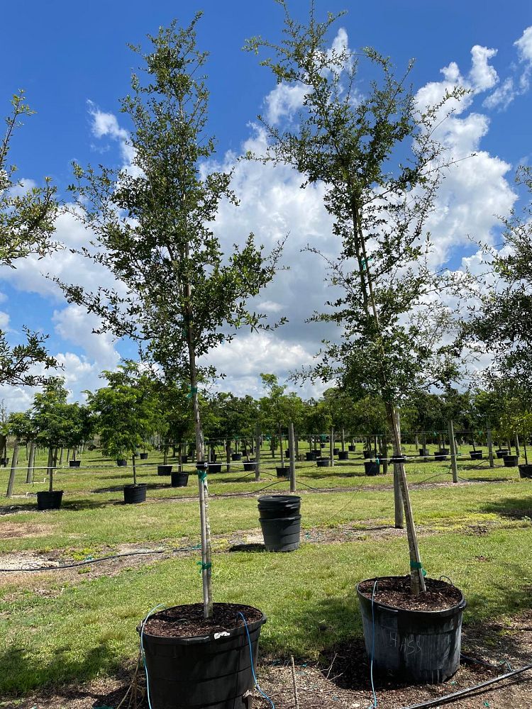 quercus-virginiana-live-oak-southern-oak-tree