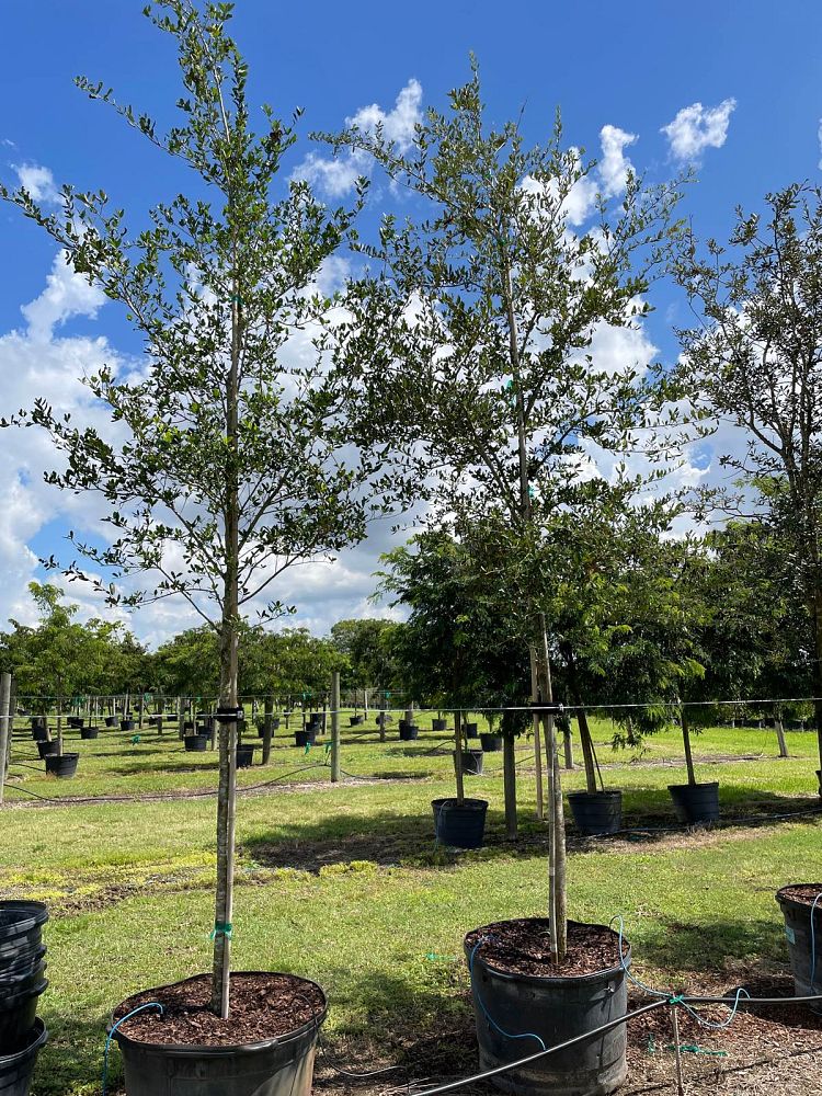 quercus-virginiana-live-oak-southern-oak-tree