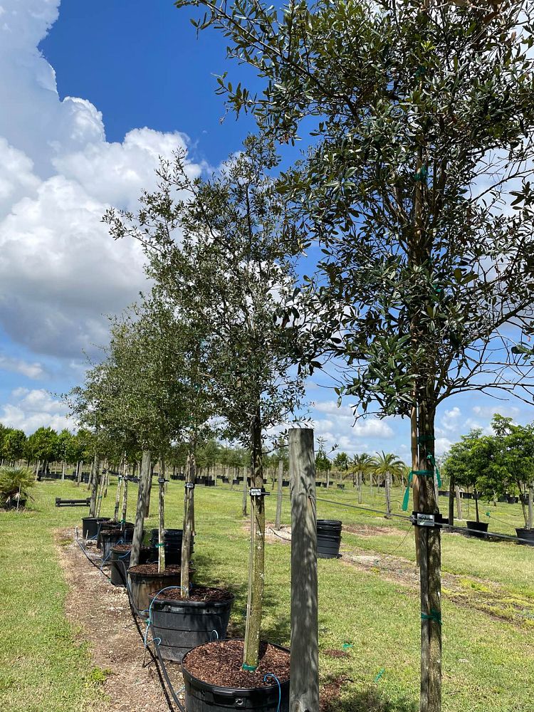 quercus-virginiana-live-oak-southern-oak-tree