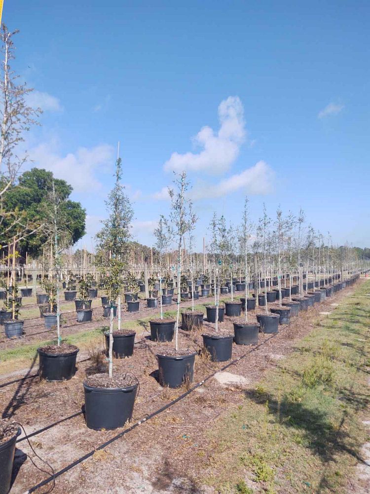 quercus-virginiana-live-oak-southern-oak-tree