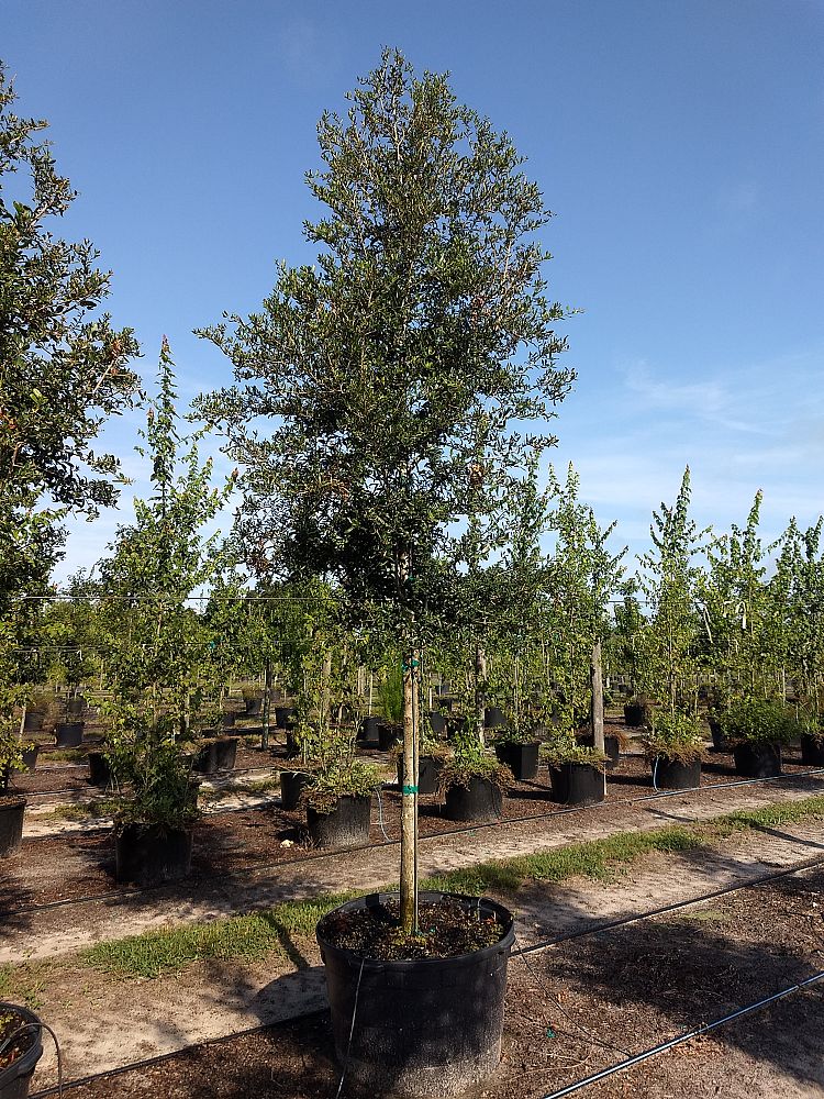 quercus-virginiana-live-oak-southern-oak-tree
