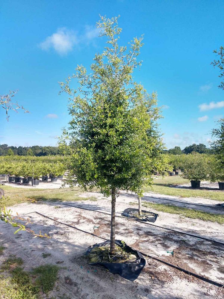 quercus-virginiana-live-oak-southern-oak-tree