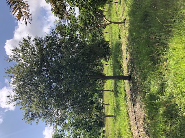 quercus-virginiana-live-oak-southern-oak-tree