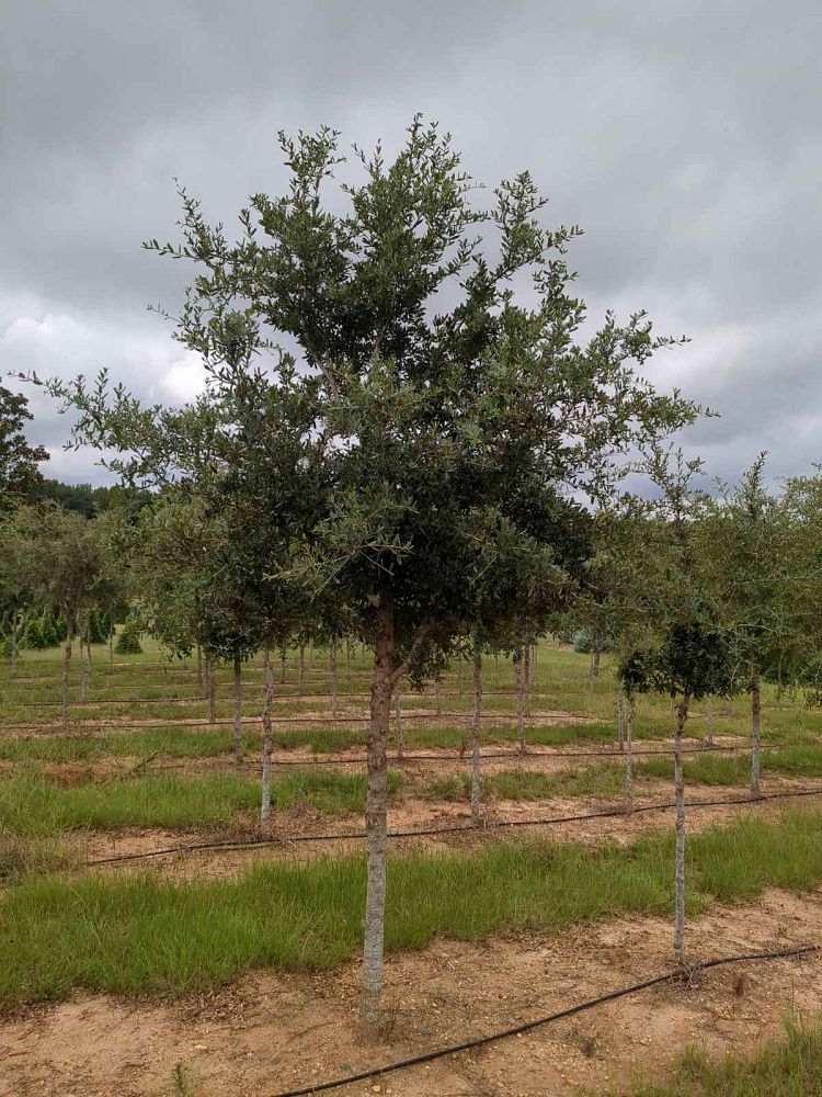 quercus-virginiana-live-oak-southern-oak-tree