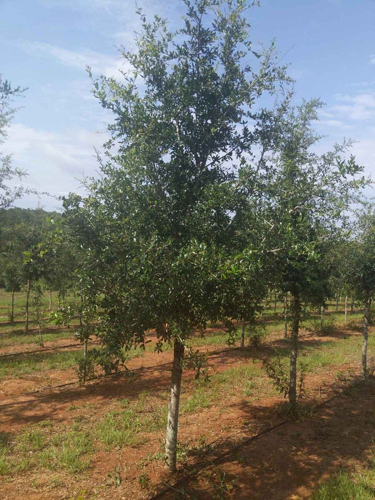 quercus-virginiana-live-oak-southern-oak-tree
