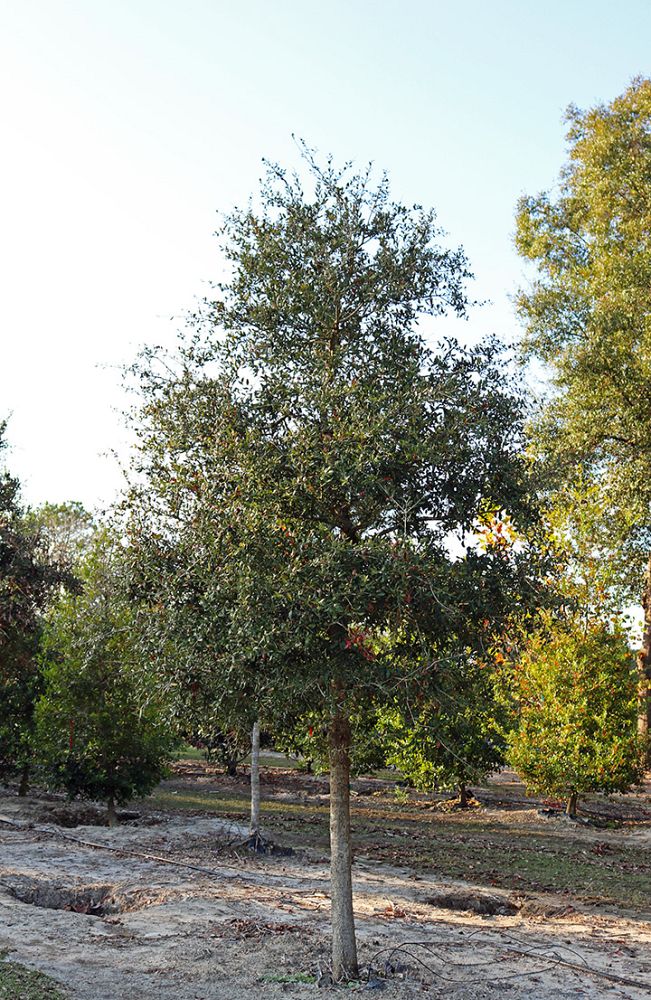 quercus-virginiana-live-oak-southern-oak-tree