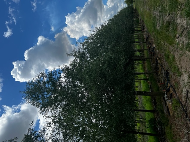 quercus-virginiana-live-oak-southern-oak-tree