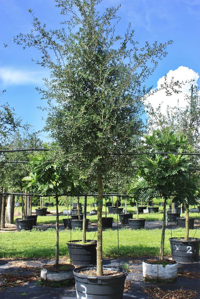 quercus-virginiana-live-oak-southern-oak-tree