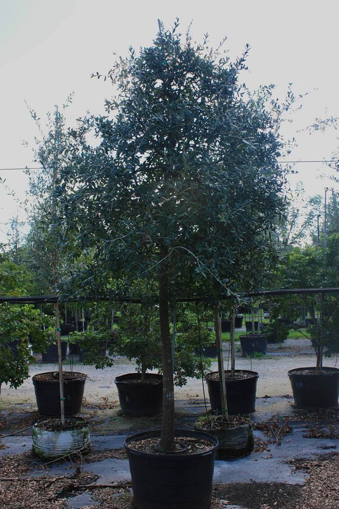 quercus-virginiana-live-oak-southern-oak-tree
