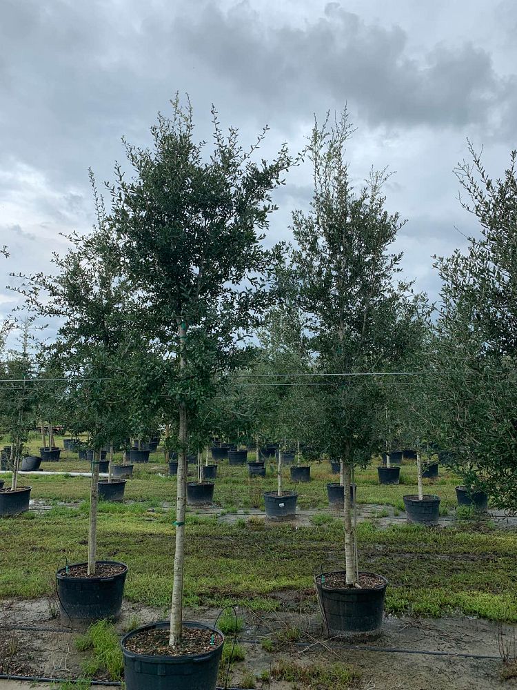 quercus-virginiana-live-oak-southern-oak-tree
