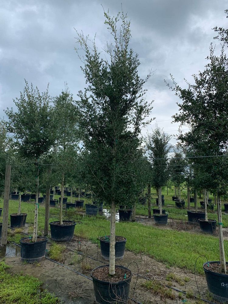 quercus-virginiana-live-oak-southern-oak-tree