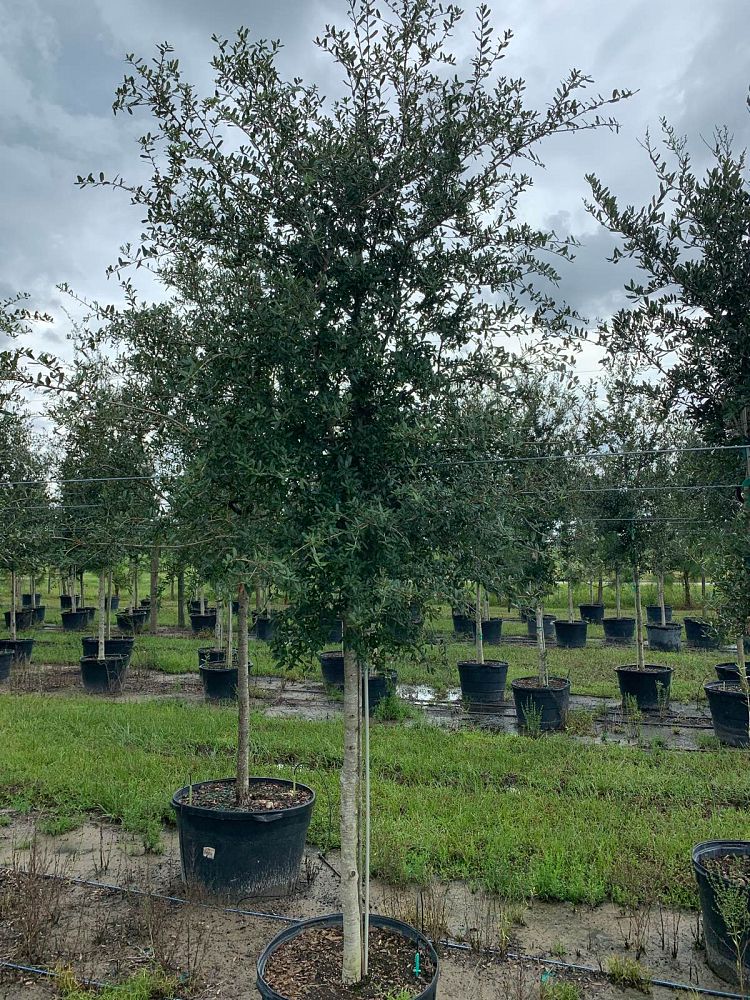 quercus-virginiana-live-oak-southern-oak-tree